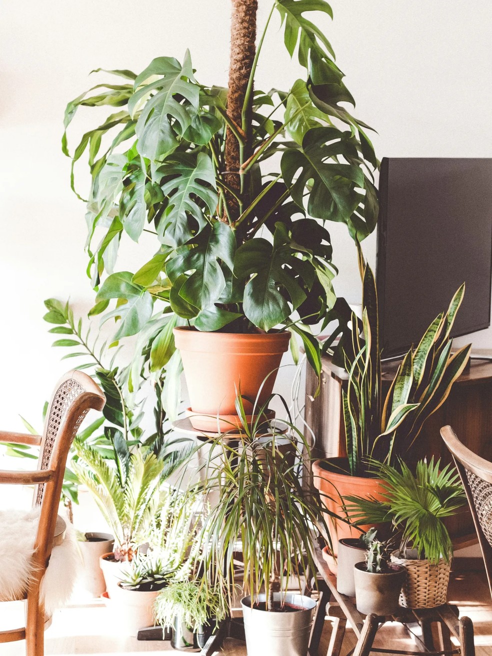 Plantas so benéficas para casa com características Yang — Foto: Unsplash/Brina Blum