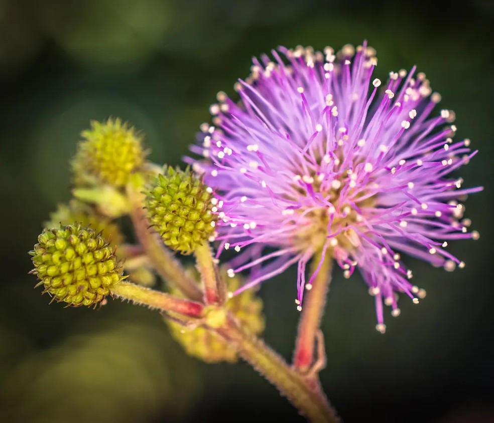Mimosa pudica — Foto: Getty Images