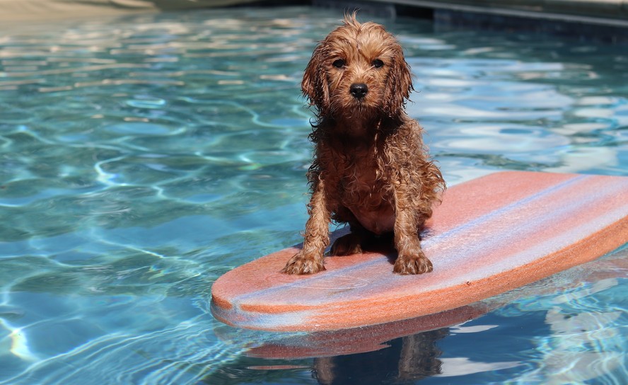 5 dicas para refrescar seu pet no calor