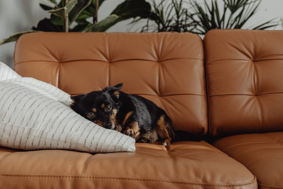 Qual o melhor tecido para sofá para quem tem pet? — Foto: Pexels/Karolina Grabowska