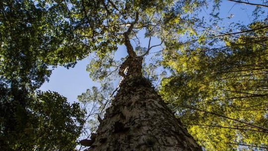 As espécies de árvores mais raras no Brasil