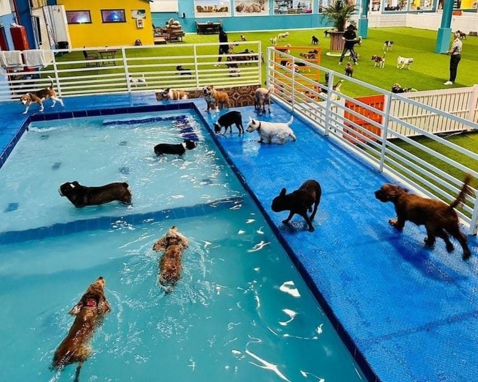 Dubai constrói resort de luxo de R$ 50 milhões para cães de pequeno porte — Foto: Canine Care Center/Divulgação