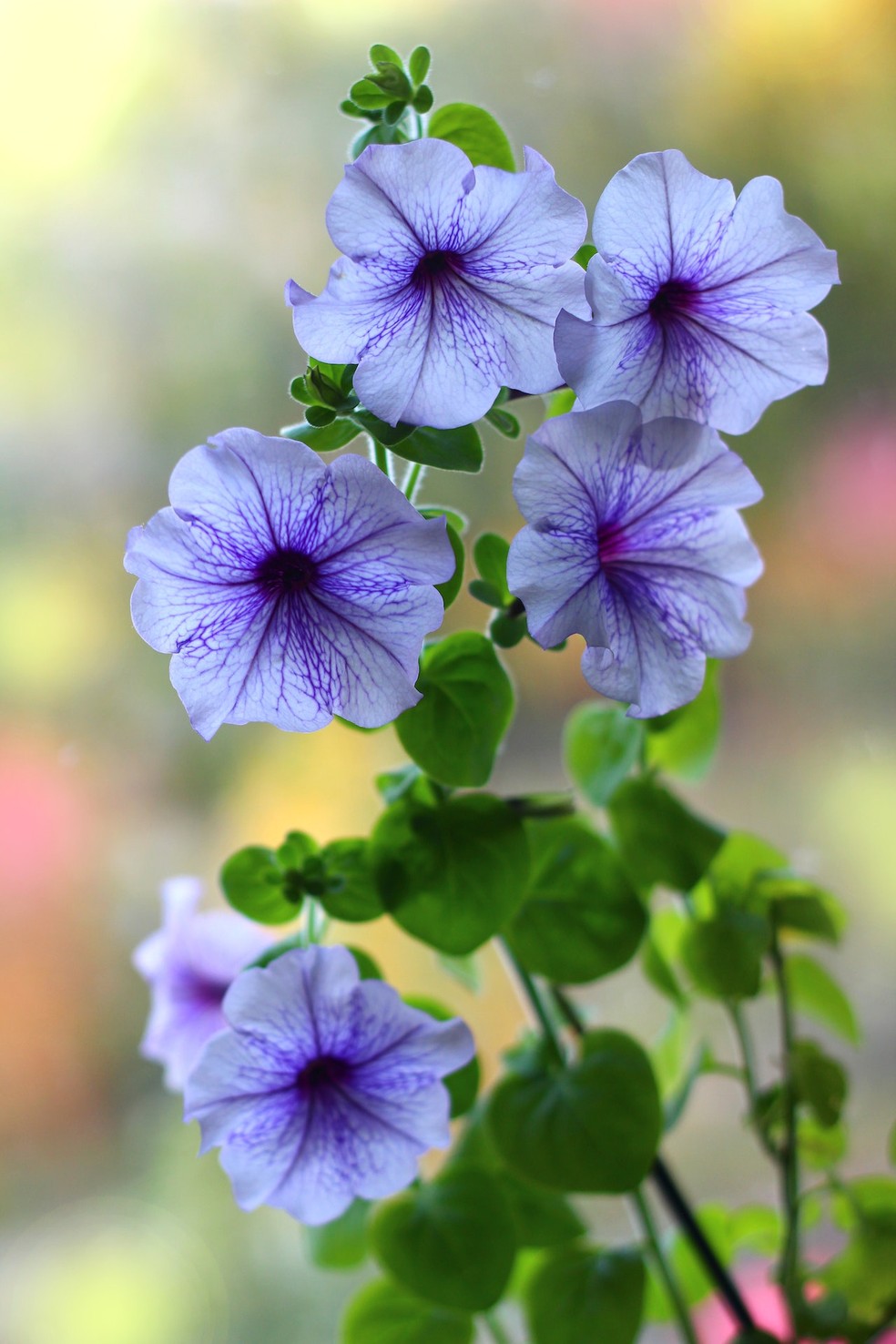 Plantas roxas: 8 espécies com flores ou folhas desta linda cor