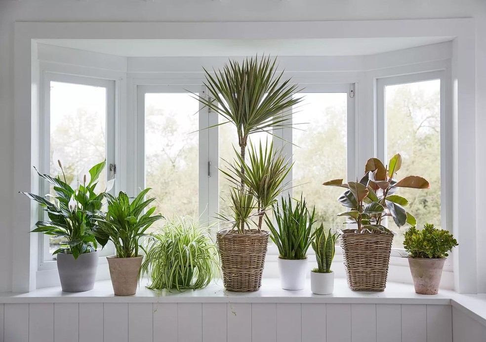 Como usar o baguá para curar a casa com plantas e flores (Foto: Getty Images/Dorling Kindersley ) — Foto: Casa Vogue