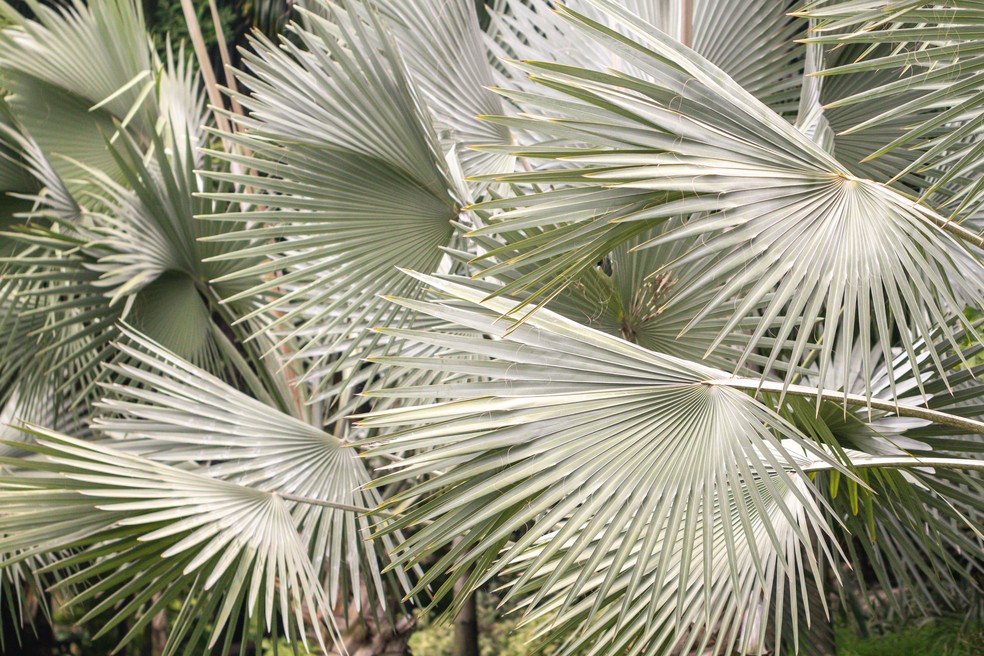 A palmeira-azul pode ser plantada diretamente no solo ou em vasos — Foto: Alohapatty/ Getty Images