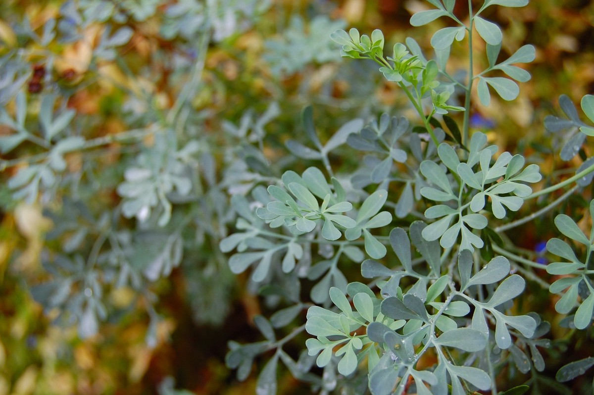 Cite Exemplos De Plantas Que Contem Glicose Em Suas Raizes