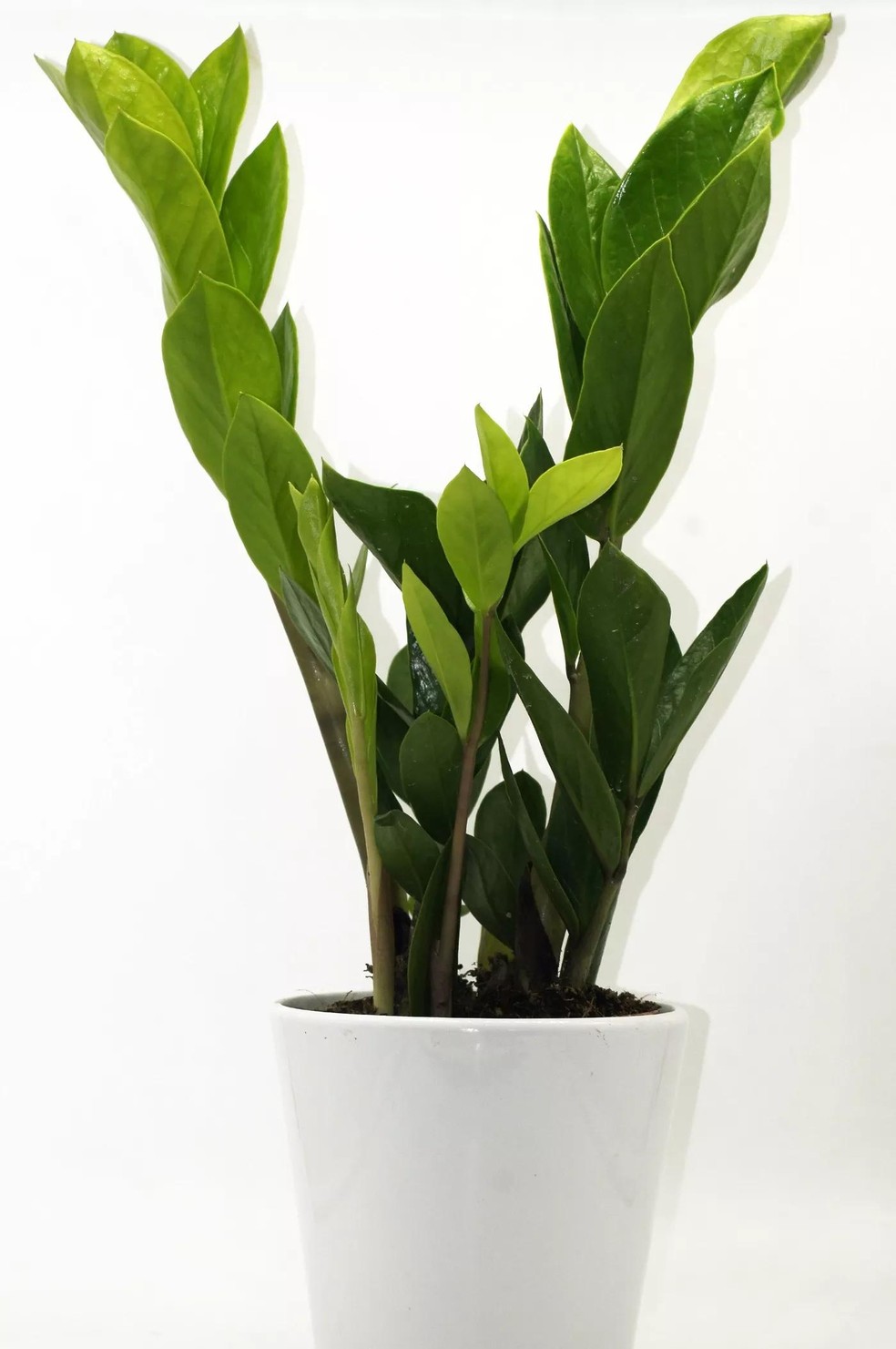 Lucky feather Zamioculca's plant in pot exposed on white background (Foto: Getty Images/iStockphoto) — Foto: Casa Vogue