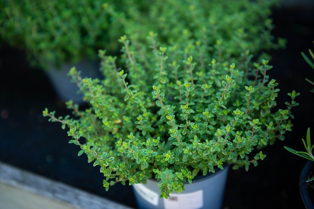 Ervas aromáticas fáceis de cultivar na sacada ou janela