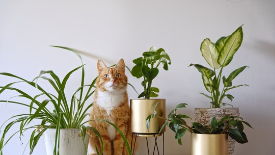 22 plantas pet friendly para dar vida a todos ambientes da casa