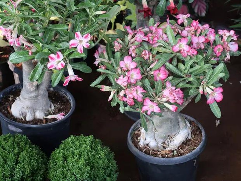 Photo showing a Desert Rose (Adenium obesum) plant that has been made over as a bonsai tree. This species is also known under the common names of Sabi star, kudu, mock azalea and impala lily. (Foto: Getty Images/iStockphoto) — Foto: Casa Vogue