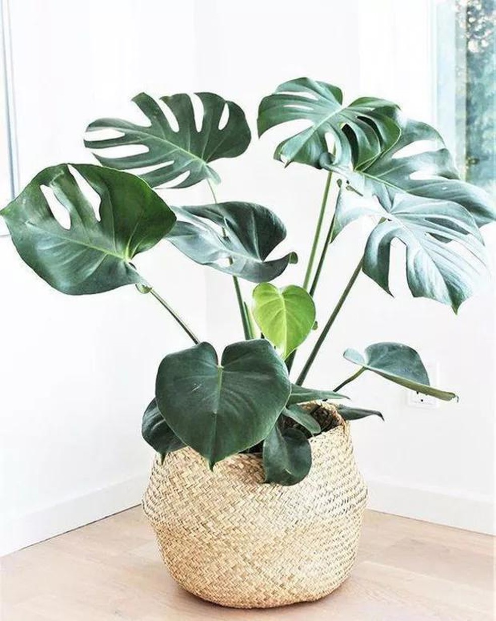 Costela-de-adão: planta com folhagem exuberante é fácil de cuidar (Foto: Divulgação) — Foto: Casa Vogue
