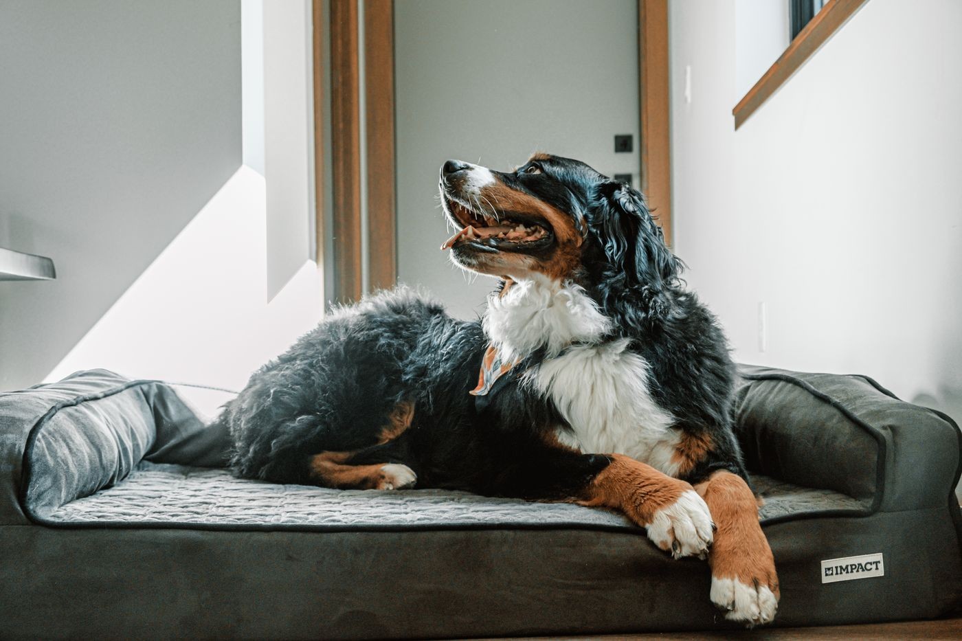 Cama de cachorro grande: 8 modelos que garantem conforto e estilo para o pet