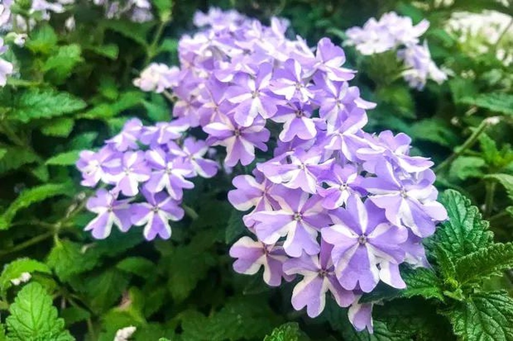 Planta Que Floresce Só Em Um Determinado Período Do Dia