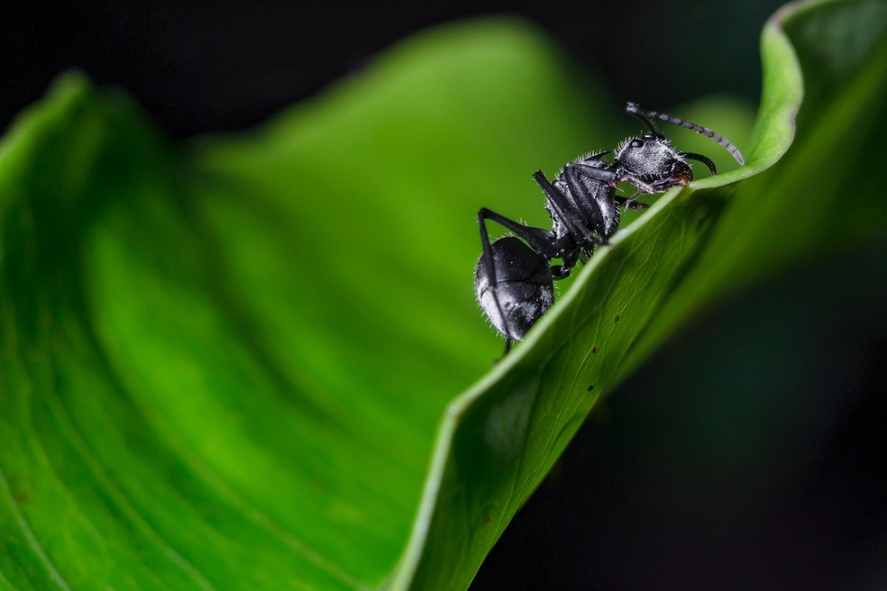 Formigas estão entre os insetos que comumente atacam as plantas  — Foto: Jimmy Chan/Pexels 